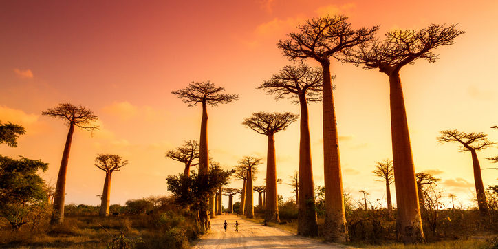 Boabab Alley Sunset